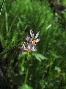 Image of Olsynium philippii (Klatt) Goldblatt