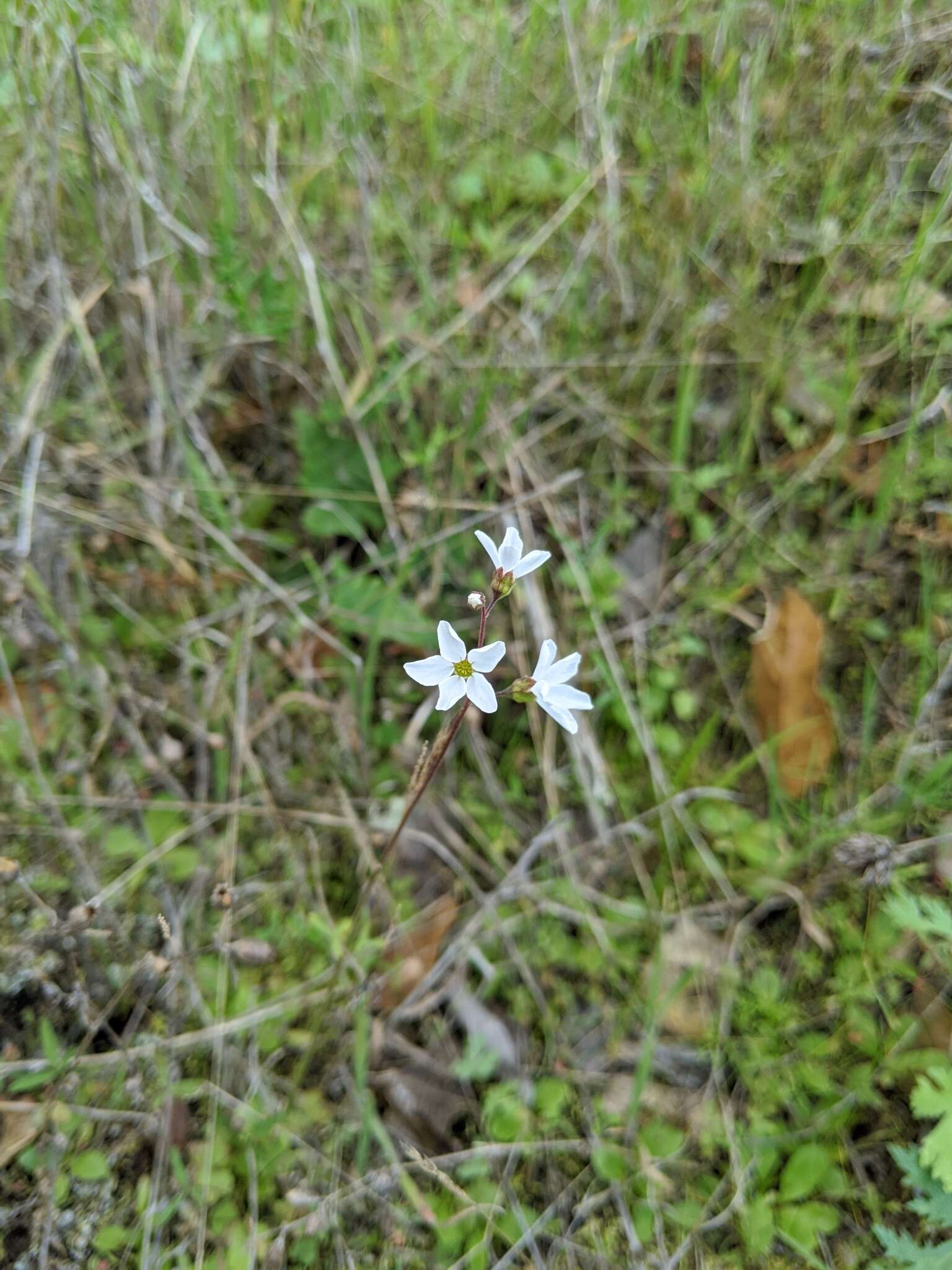 Imagem de Lithophragma cymbalaria Torr. & Gray