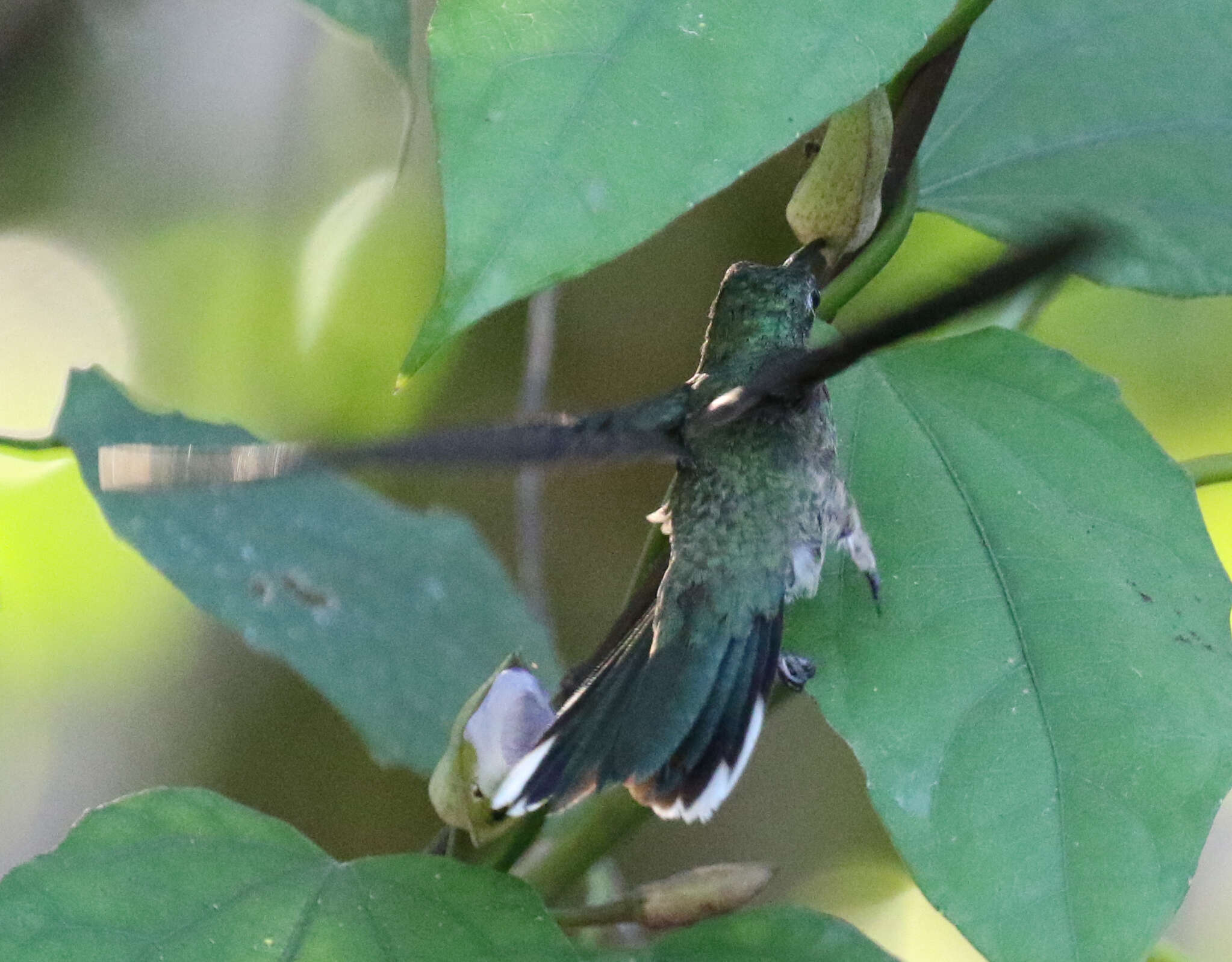 Image of Phaeochroa Gould 1861