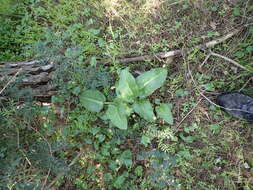 Image of Arum pictum L. fil.