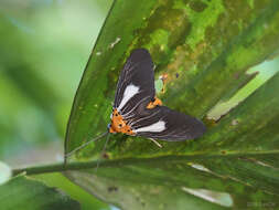 Image of Asota subsimilis Walker 1864