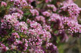 Image of Compacted Featherflower