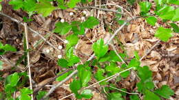 Imagem de Crataegus laevigata (Poir.) DC.