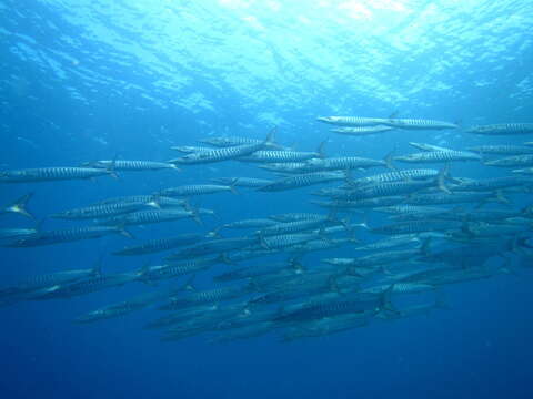 Image of Jello barracuda