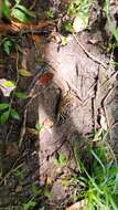 Image of Trichodactylus kensleyi Rodríguez 1992