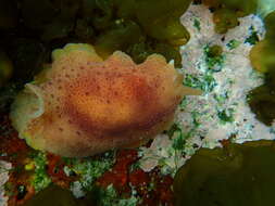 Imagem de Pleurobranchus nigropunctatus (Bergh 1907)