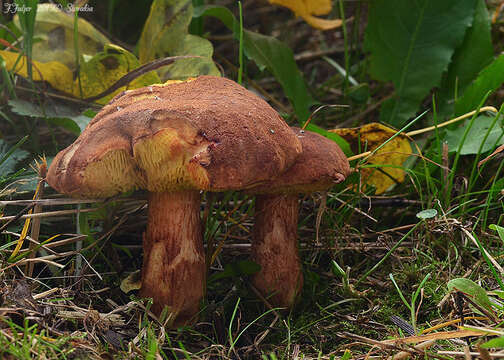 Image of Poplar Bolete