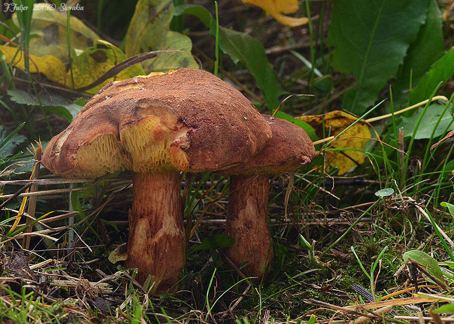 Image of Poplar Bolete