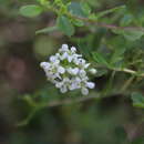 Escallonia leucantha Remy resmi