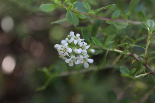 Image of Escallonia leucantha Remy