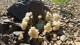 Image de Physaria chambersii Rollins