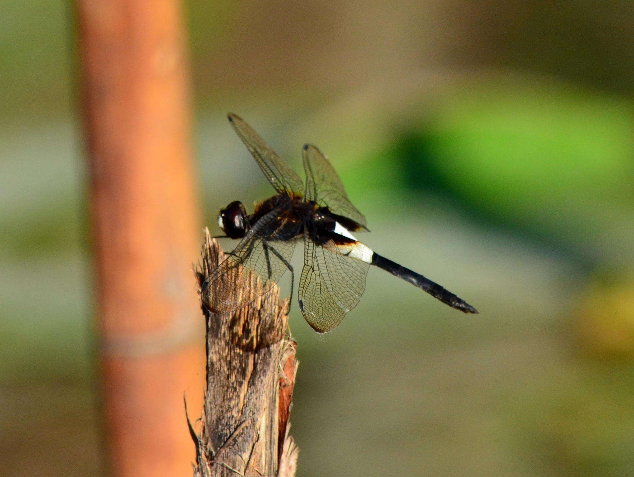 Pseudothemis zonata (Burmeister 1839) resmi