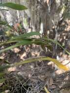 Image of Prosthechea ghiesbreghtiana (A. Rich. & Galeotti) W. E. Higgins