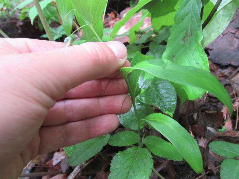 Image of Polygonatum biflorum var. biflorum