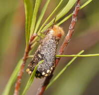 Image of Epicoma pontificalis Rosenstock 1885