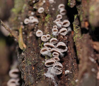 Resupinatus subapplicatus (Cleland) Grgur. 1997 resmi