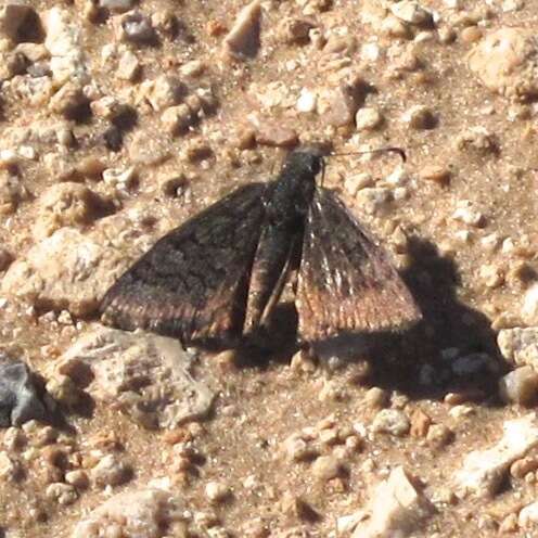 Image of Sleepy Duskywing