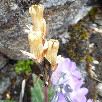 Image of Primula megalocarpa H. Hara