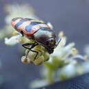 Image of Castiarina nullarborica Barker 1996