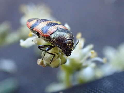 Image of Castiarina nullarborica Barker 1996