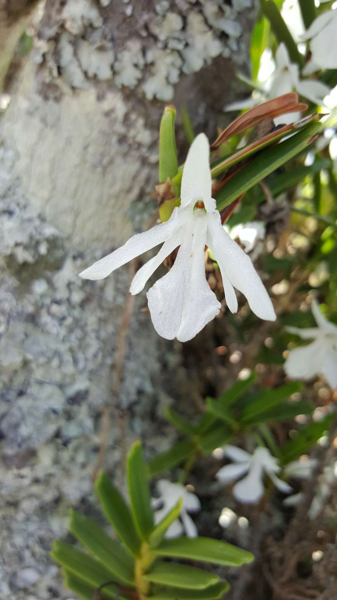 Plancia ëd Jumellea spathulata (Ridl.) Schltr.