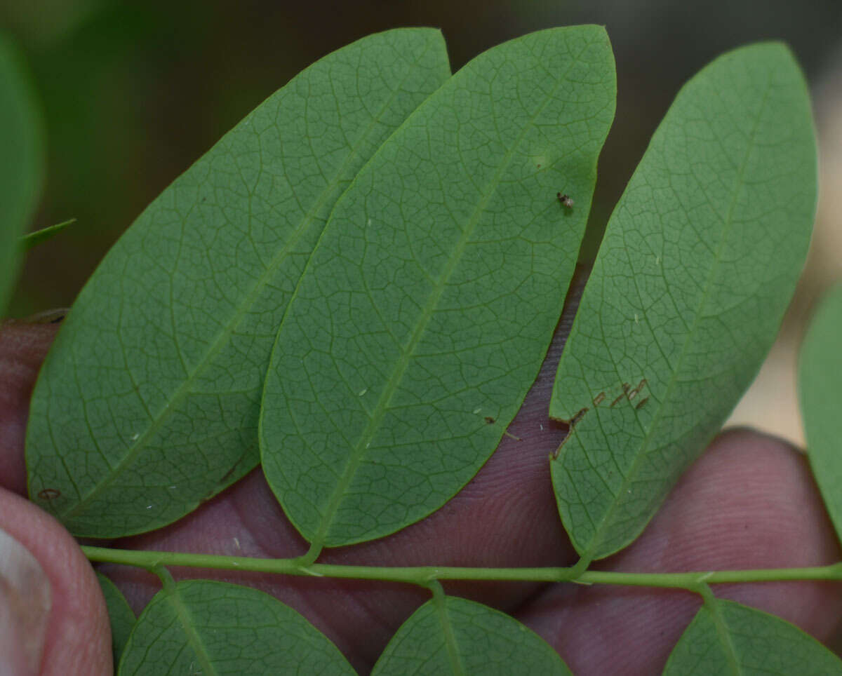 Image de Phyllanthus novae-hollandiae Müll. Arg.