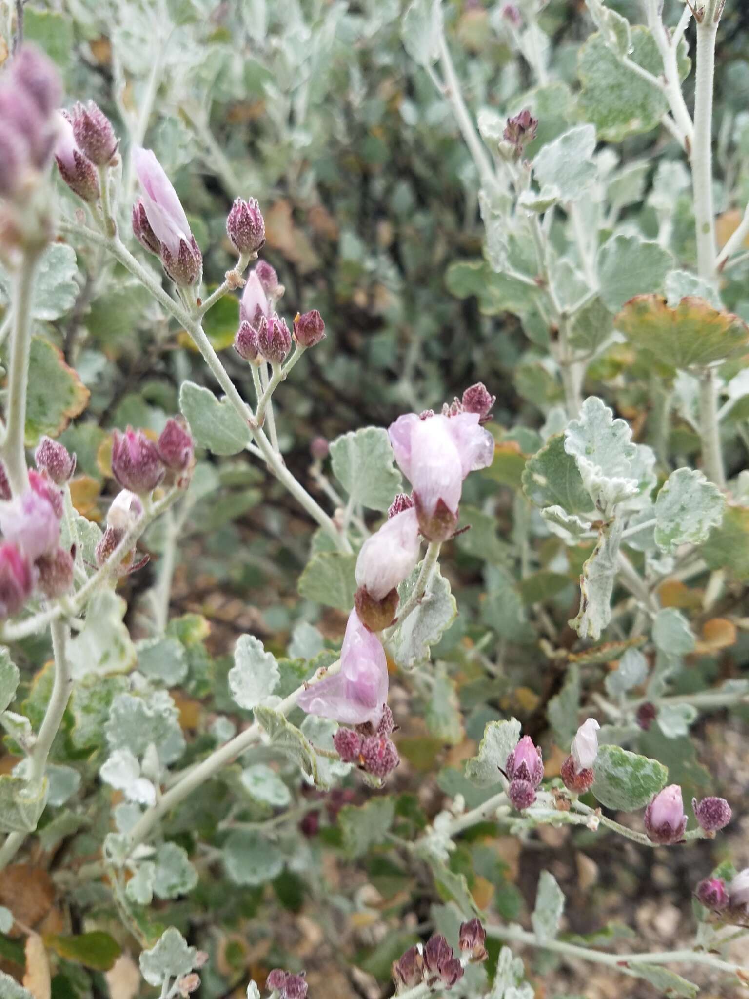 Imagem de Malacothamnus gracilis (Eastw.) Kearney