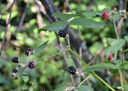 Image de Rubus polonicus Barr. ex Weston