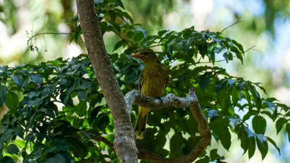 Image of Green Oriole