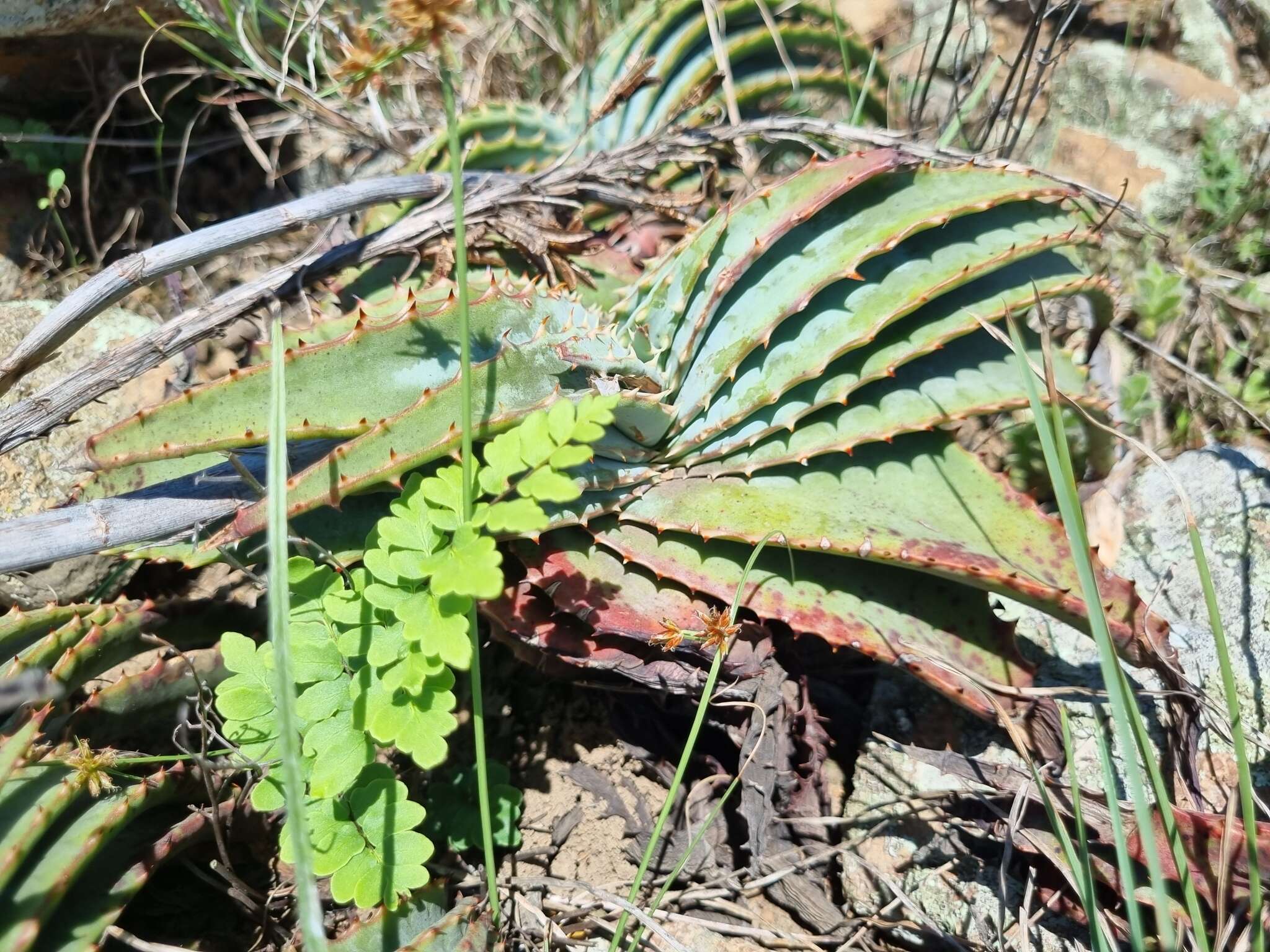 Image of Aloe suprafoliata Pole-Evans