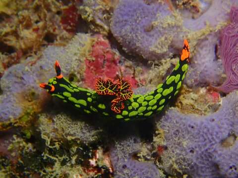 Image of Dusky green spot orange gill black slug