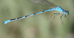 Image of Alkali Bluet