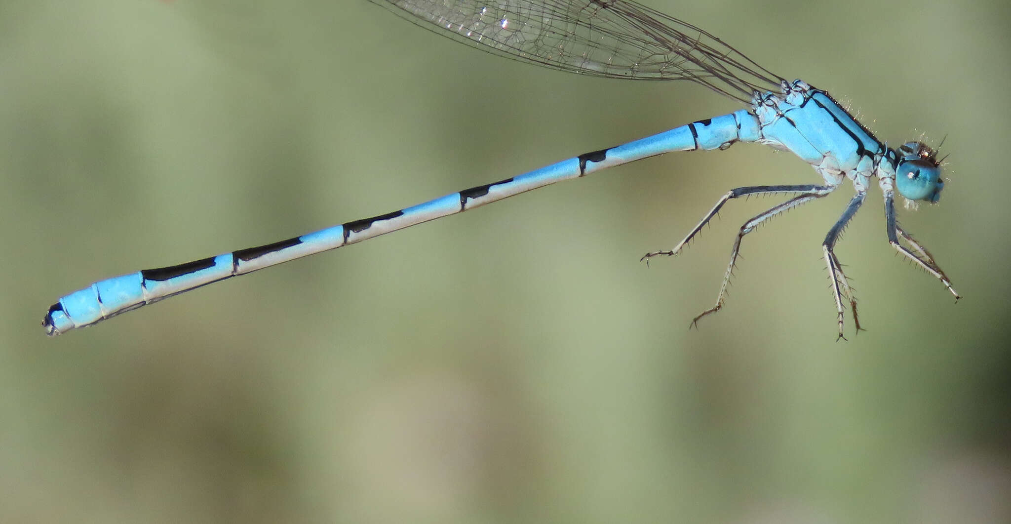 Image of Alkali Bluet