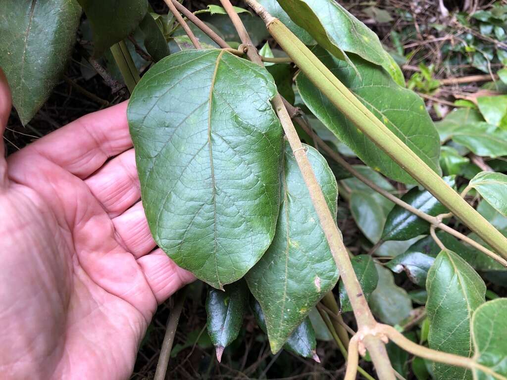 Image of Parsonsia fulva S. T. Blake