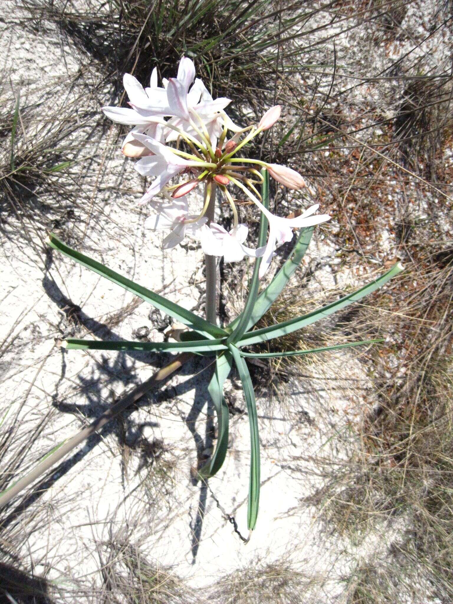 Image de Crinum mccoyi Lehmiller