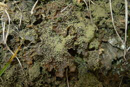 Image of Yellow specklebelly lichen