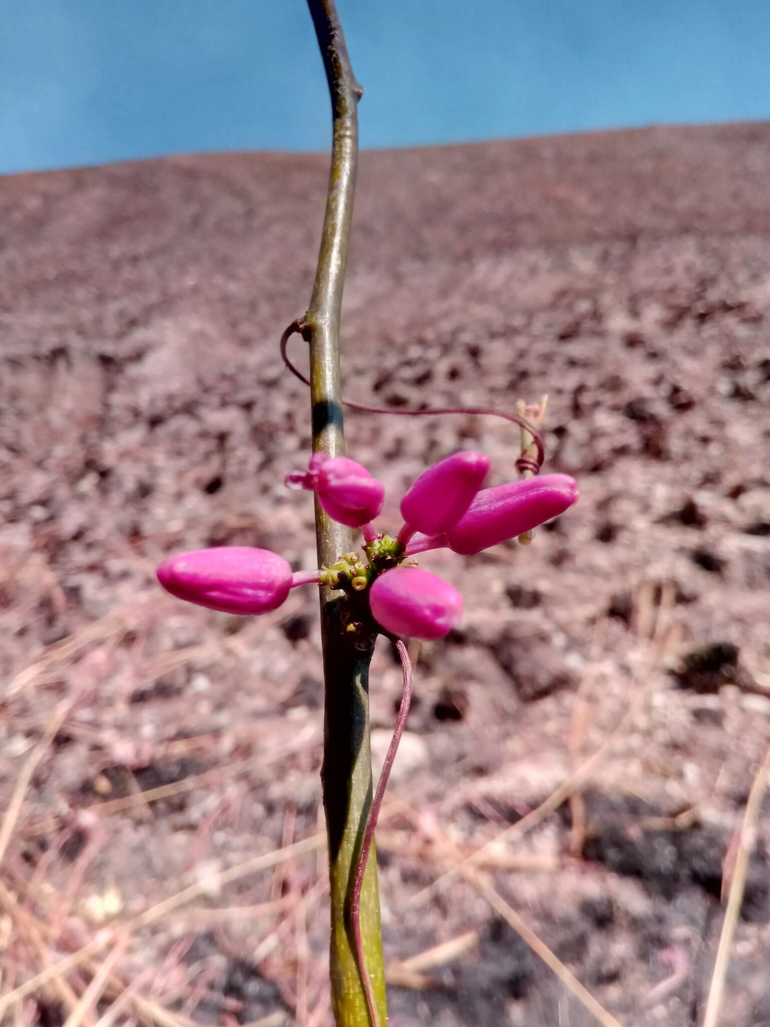 Sivun Adenia densiflora Harms kuva