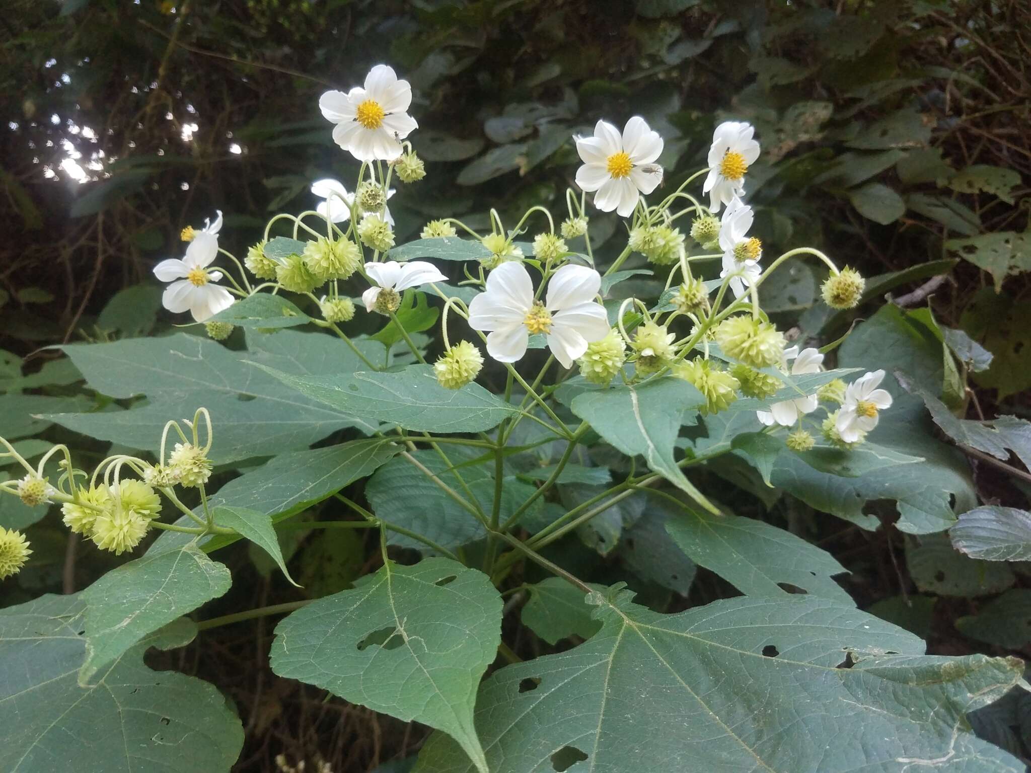 Image de Montanoa hibiscifolia (Benth.) C. Koch