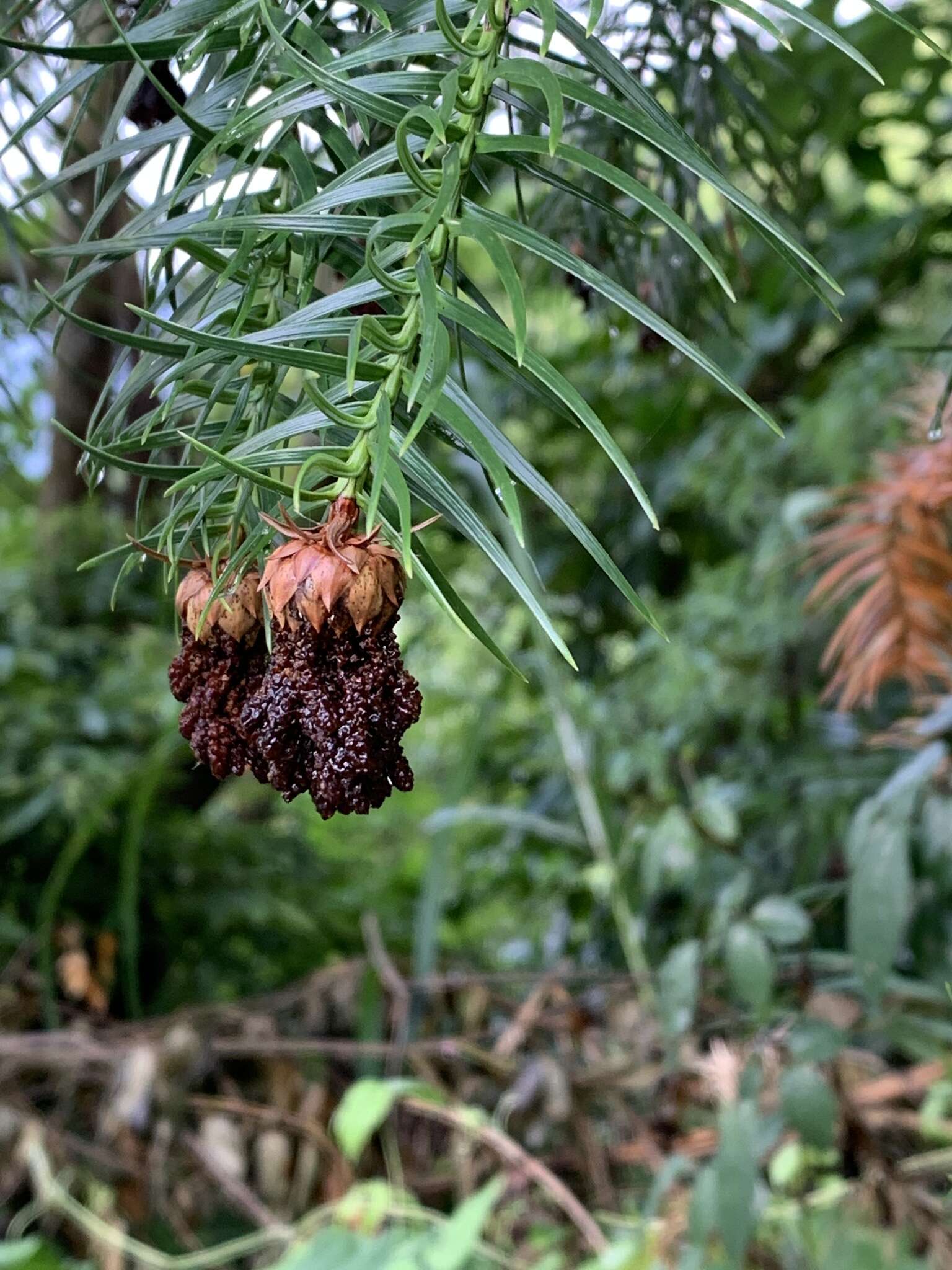 Image of Cunninghamia