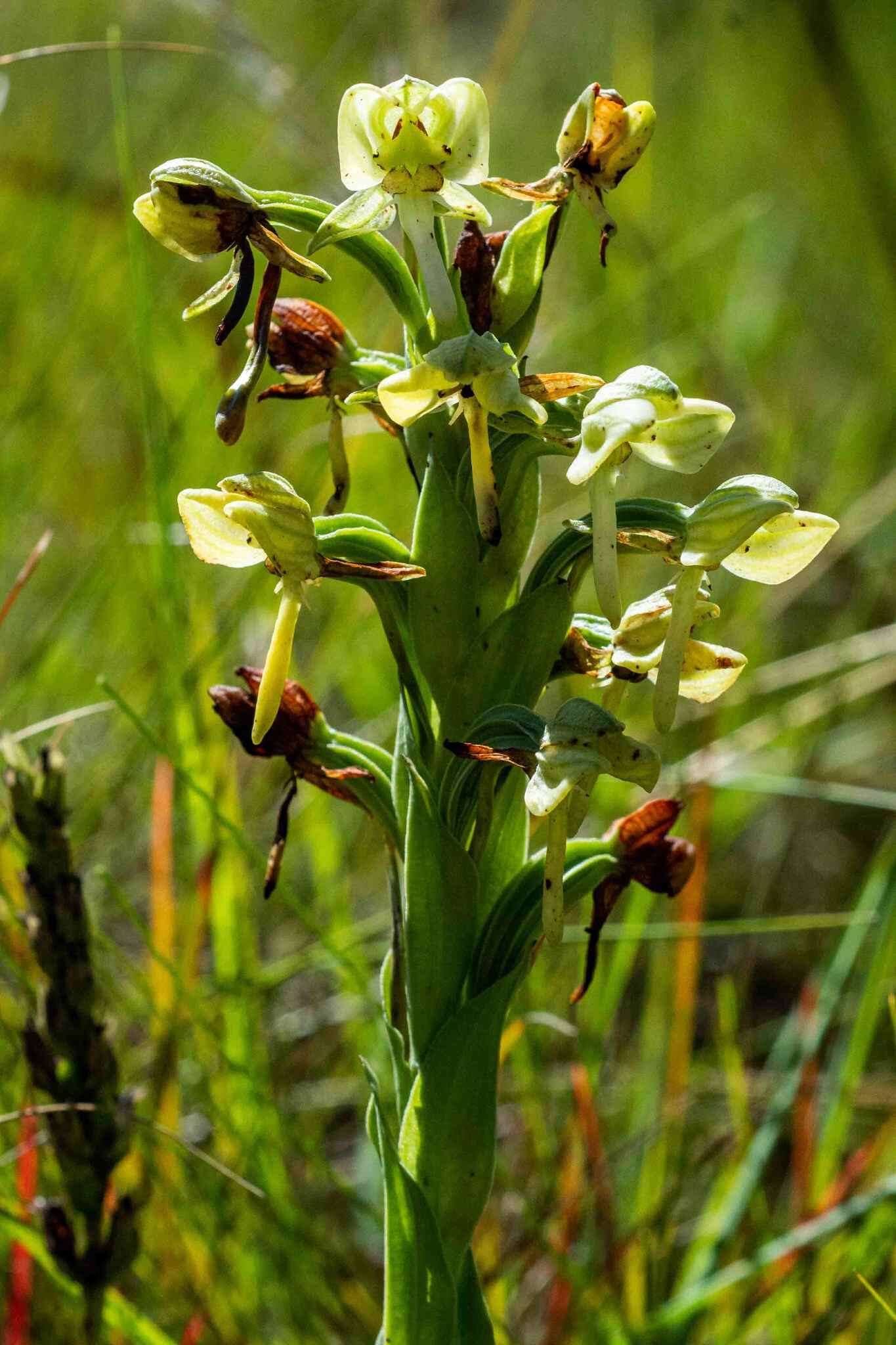 Image of Habenaria epipactidea Rchb. fil.