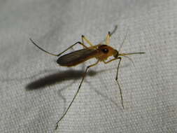 Image of Aedes bimaculatus (Coquillett 1902)