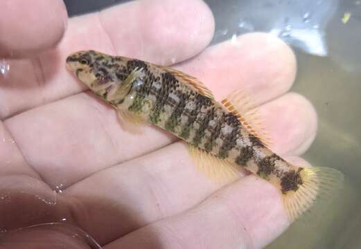 Image of Brighteye darter