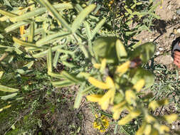 Image of bladderpod spiderflower