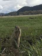 Image of Uinta ground squirrel