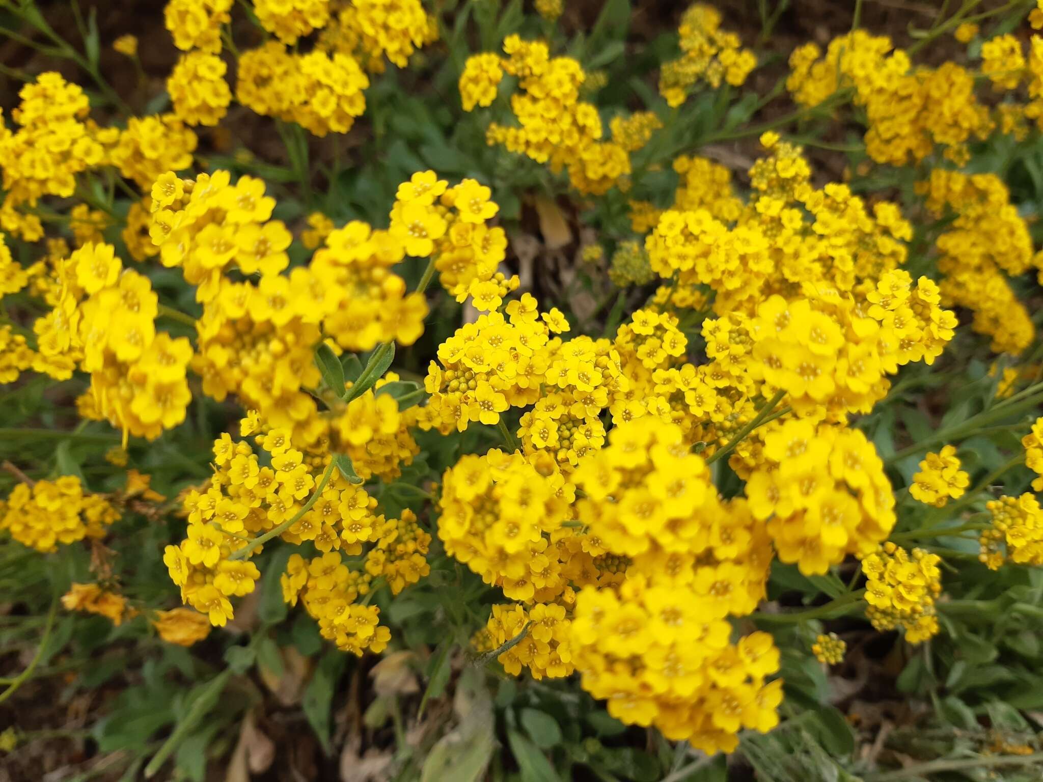 Image of Basket of Gold