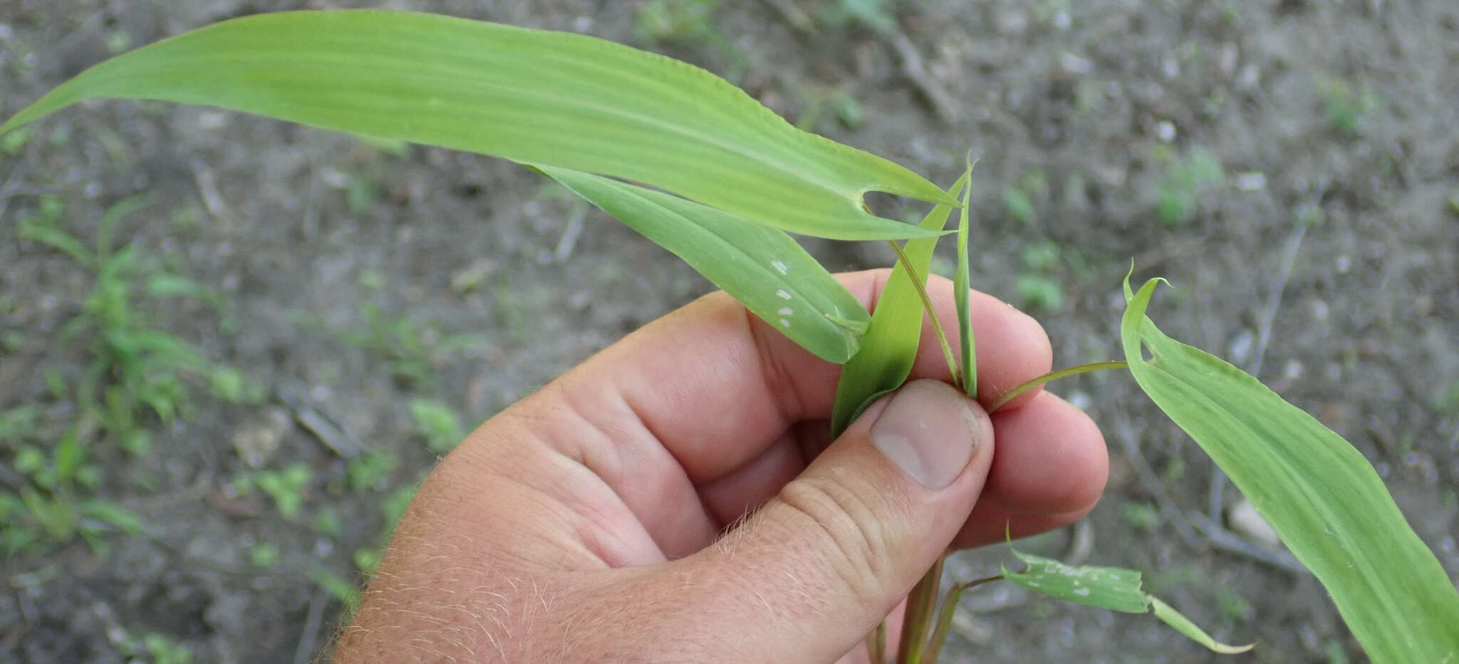 Plancia ëd Setaria sagittifolia (A. Rich.) Walp.