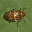 Lebia (Chelonodema) omophoita Reichardt 1972 resmi