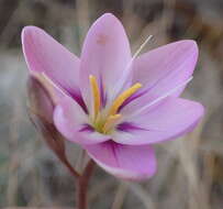 Image of Hesperantha candida Baker