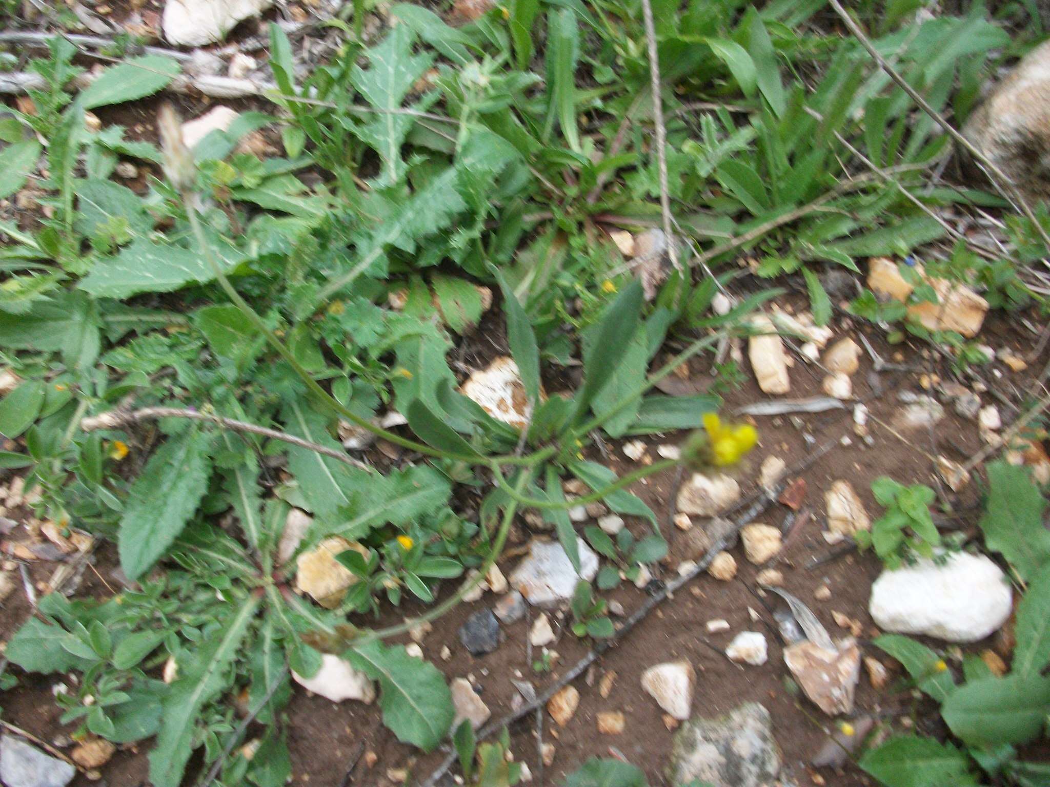 Image de Catananche lutea L.