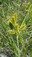 Image of ovateleaf flatsedge